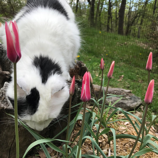 Species Tulip 