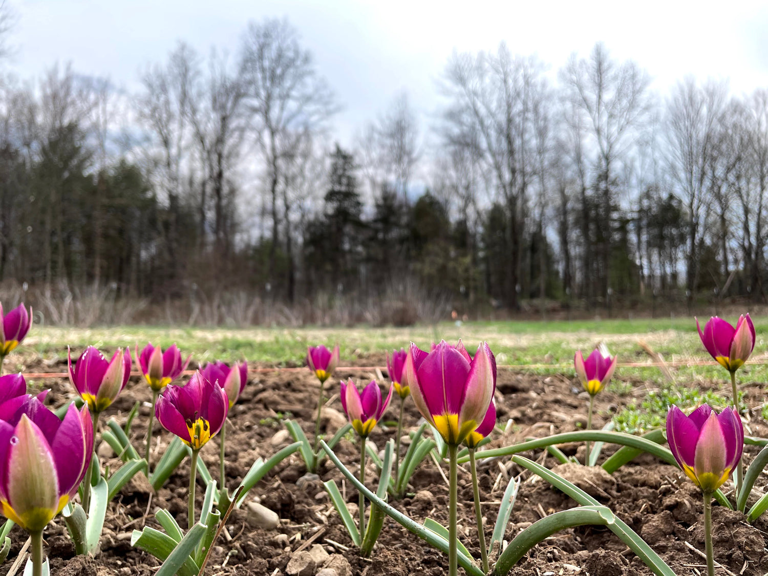 Species Tulip humilis &