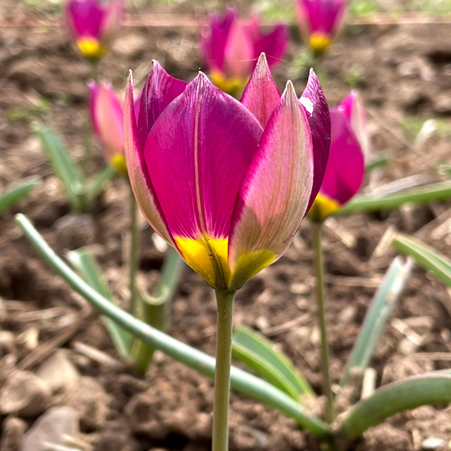 Species Tulip humilis &