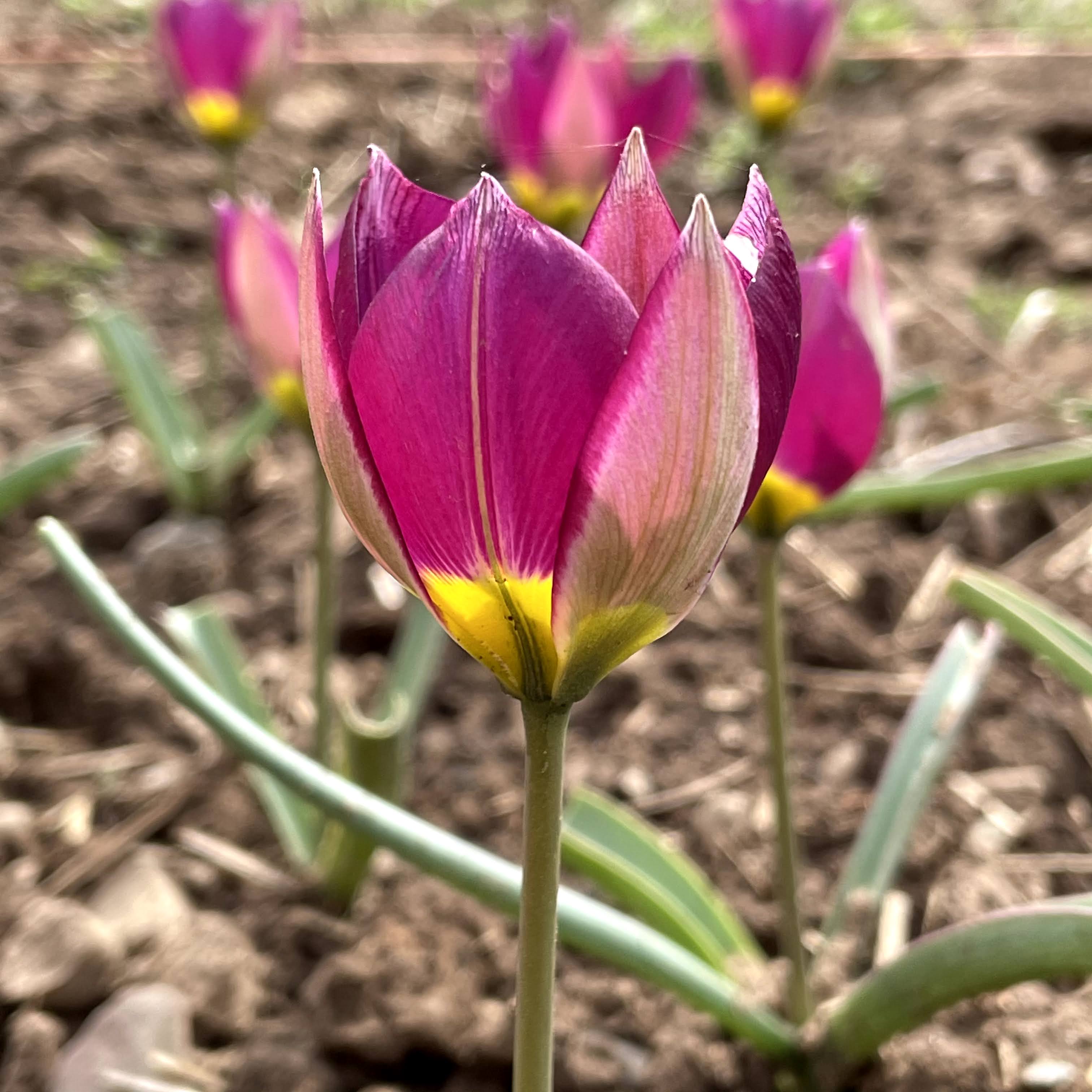 Species Tulip humilis &