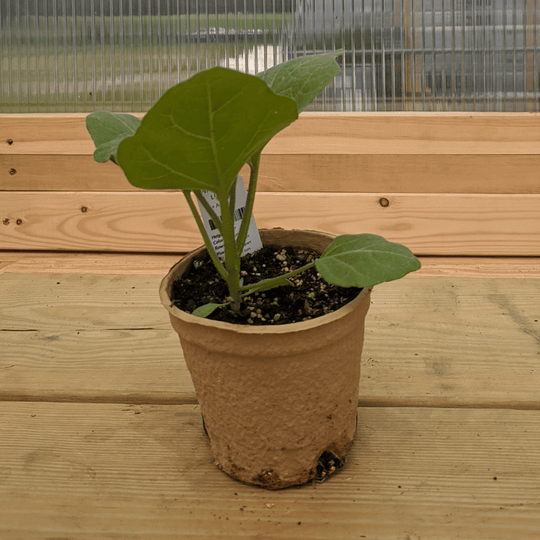 Ping Tung Eggplant Seedlings