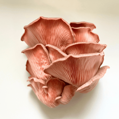 Pink Oyster Mushroom Kit