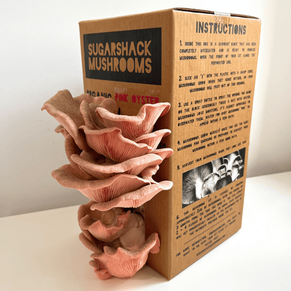 Pink Oyster Mushroom Kit