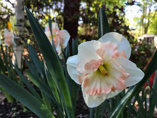 Narcissus 'Pink Wonder'
