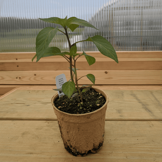 Pippin's Golden Honey Pepper Seedlings