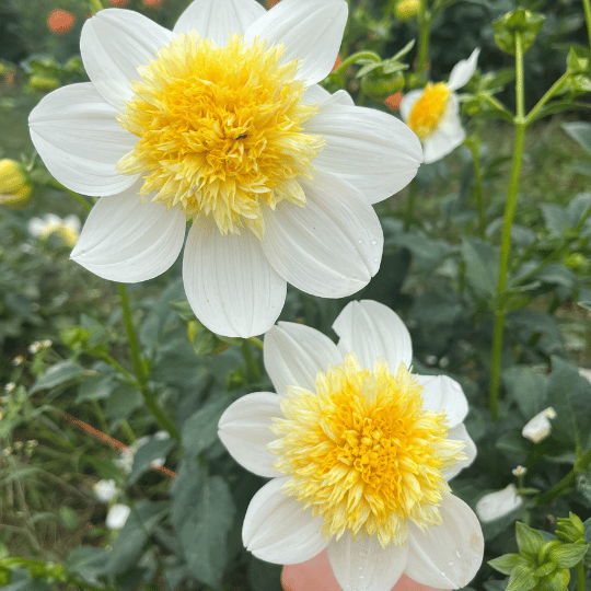 Platinum Blonde Dahlia