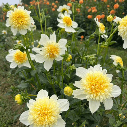 Platinum Blonde Dahlia