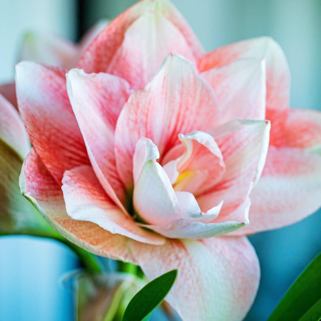 Potted Amaryllis &