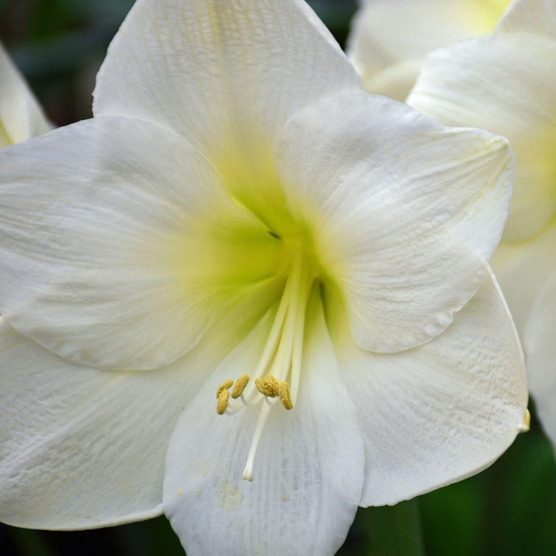 Potted Amaryllis &