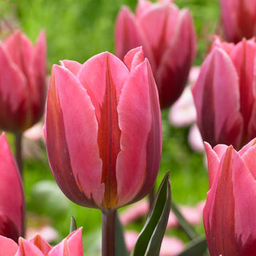 Tulips