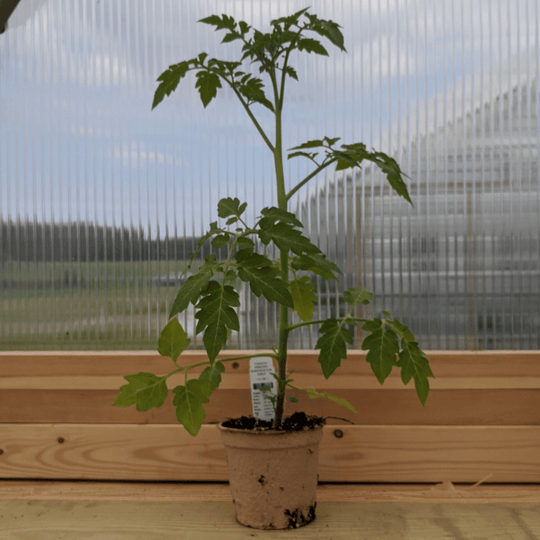 Principe Borghese Sun Dried Tomato Seedlings