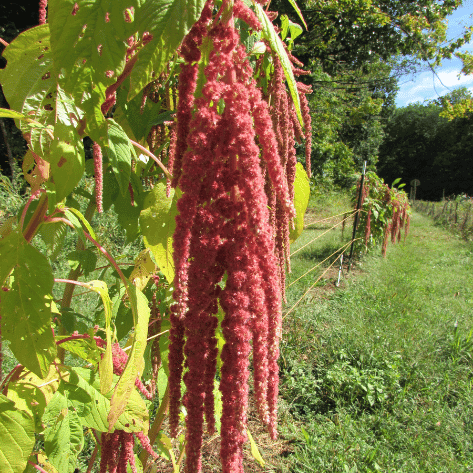 Coral Fountain Amaranth