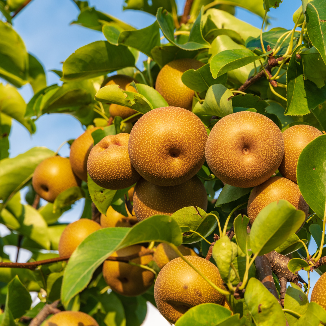 Chojuro Asian Pear Tree