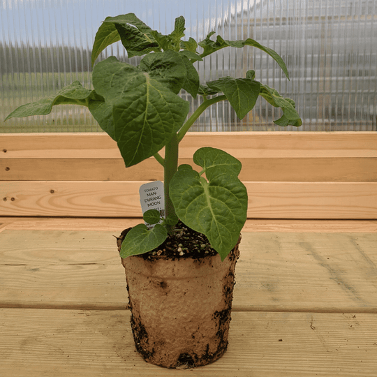 Mandurang Moon Tomato Seedlings