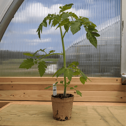 Fox Cherry Tomato Seedlings