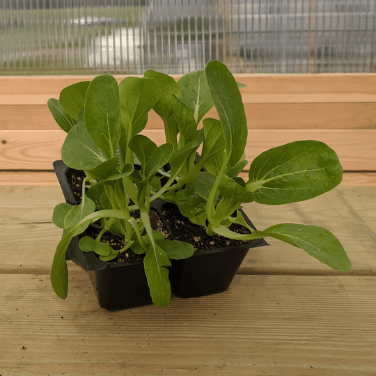 Shanghai Baby Bok Choy Seedlings