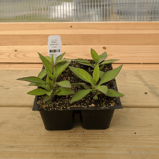 Ruby Parfait Celosia Seedlings