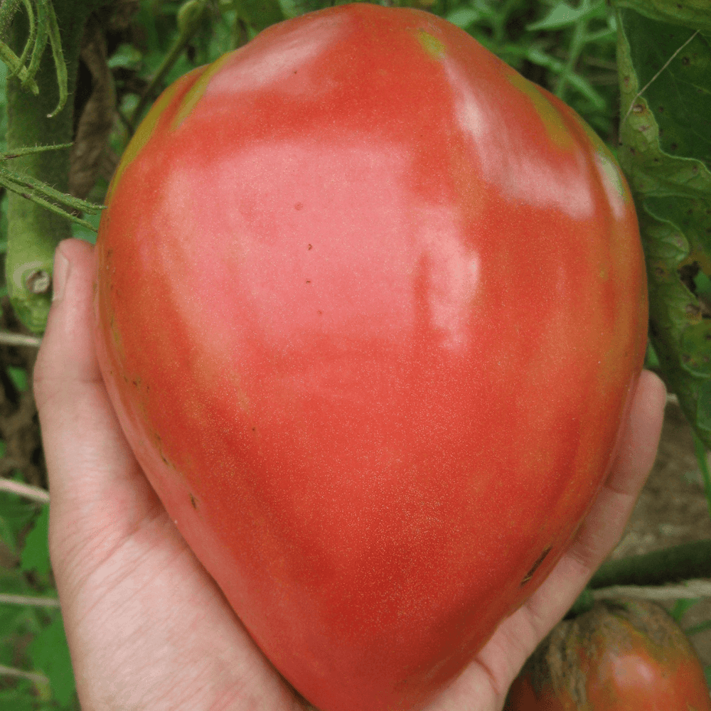 Upstate Oxheart Tomato vendor-unknown