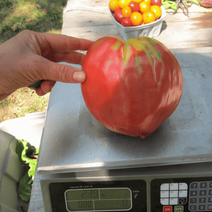 Upstate Oxheart Tomato