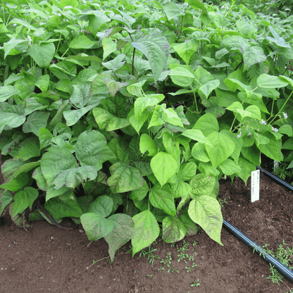 Tri-Color Bush Bean Blend