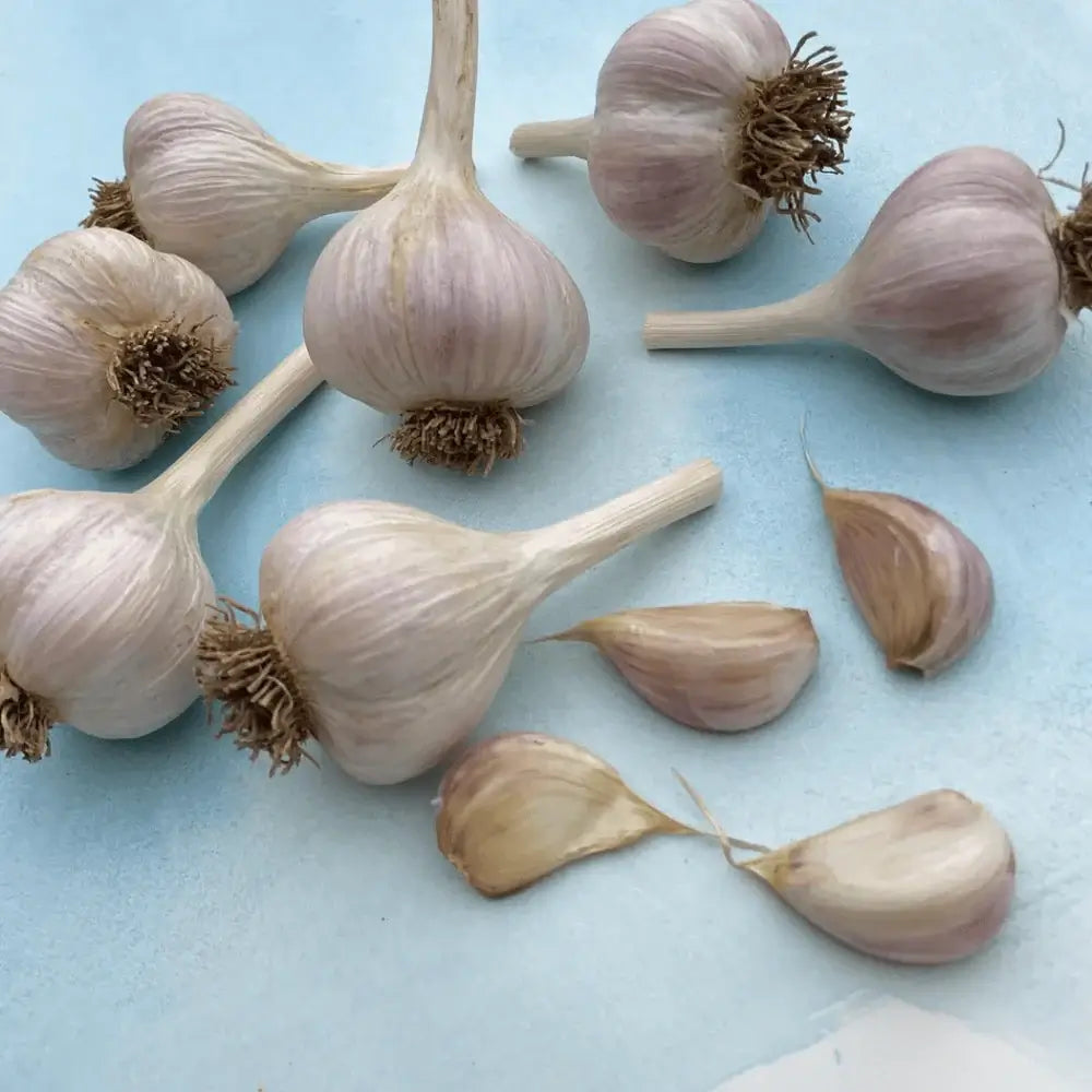 German Extra Hardy Hardneck Garlic