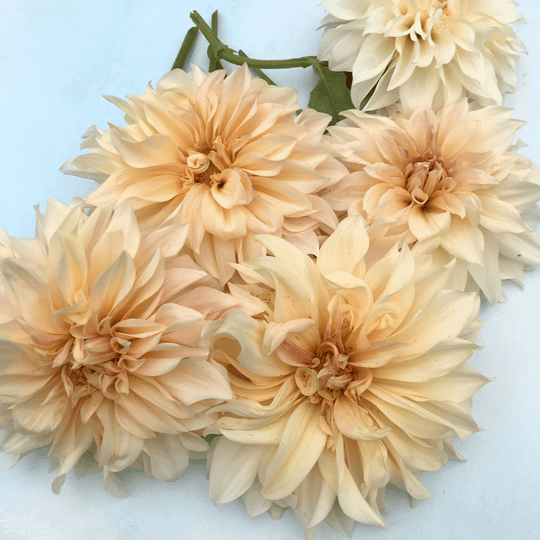 Cafe au Lait Dahlia Tuber