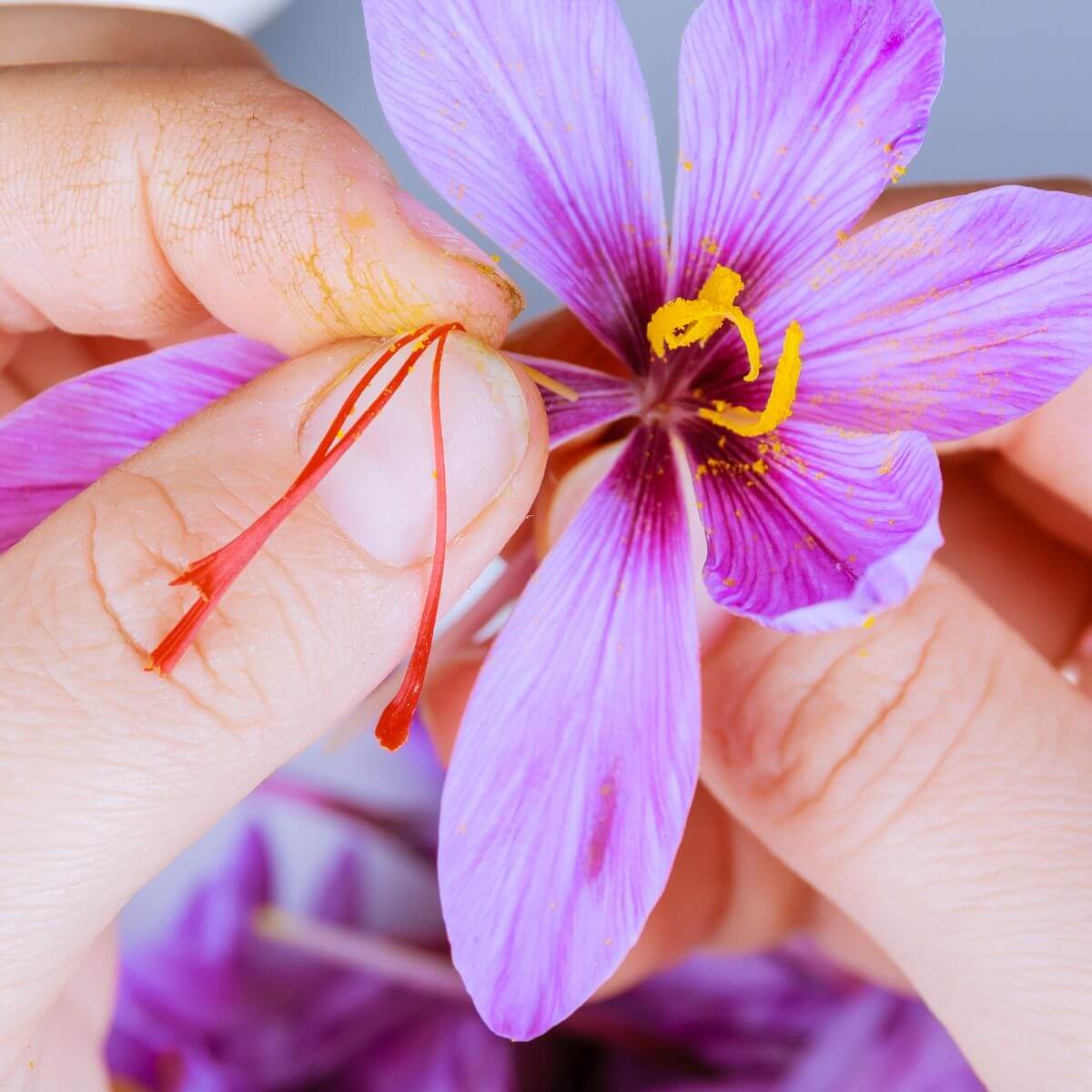 Saffron Autumn Crocus