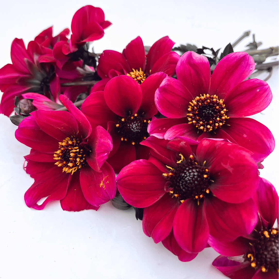 Dracula Dark Dahlia Tuber