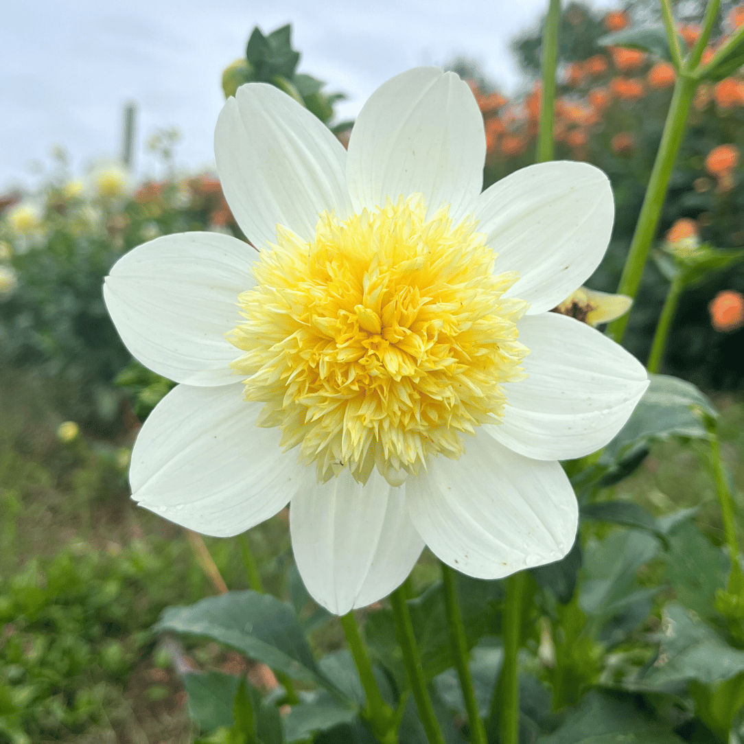 Platinum Blonde Dahlia Tuber