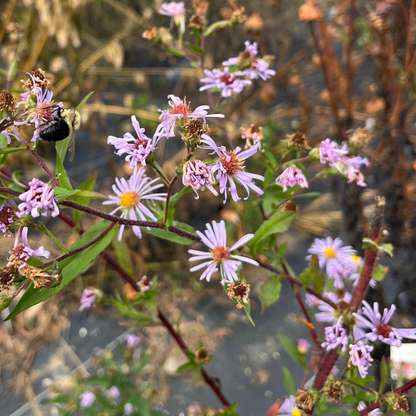 Smooth Aster - PollinateHV Local Ecotype