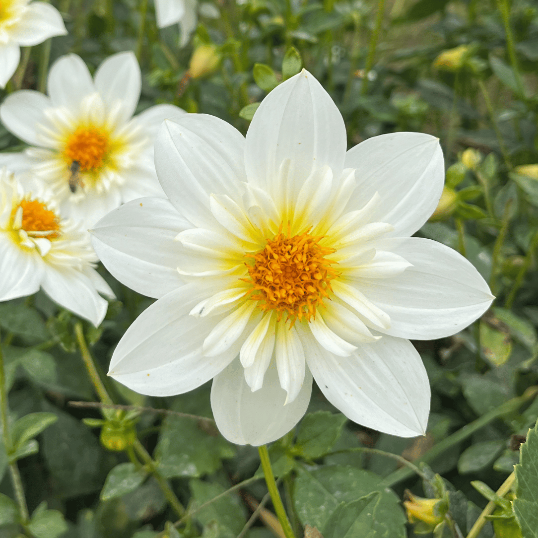 Alpen Cherub Dahlia Tuber