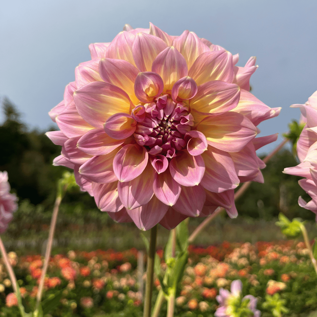 Strawberry Ice Dahlia Tuber