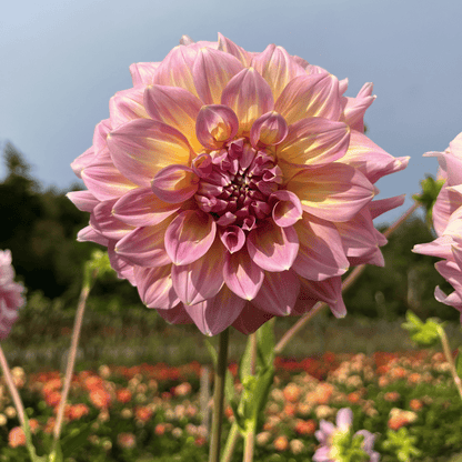 Strawberry Ice Dahlia Tuber