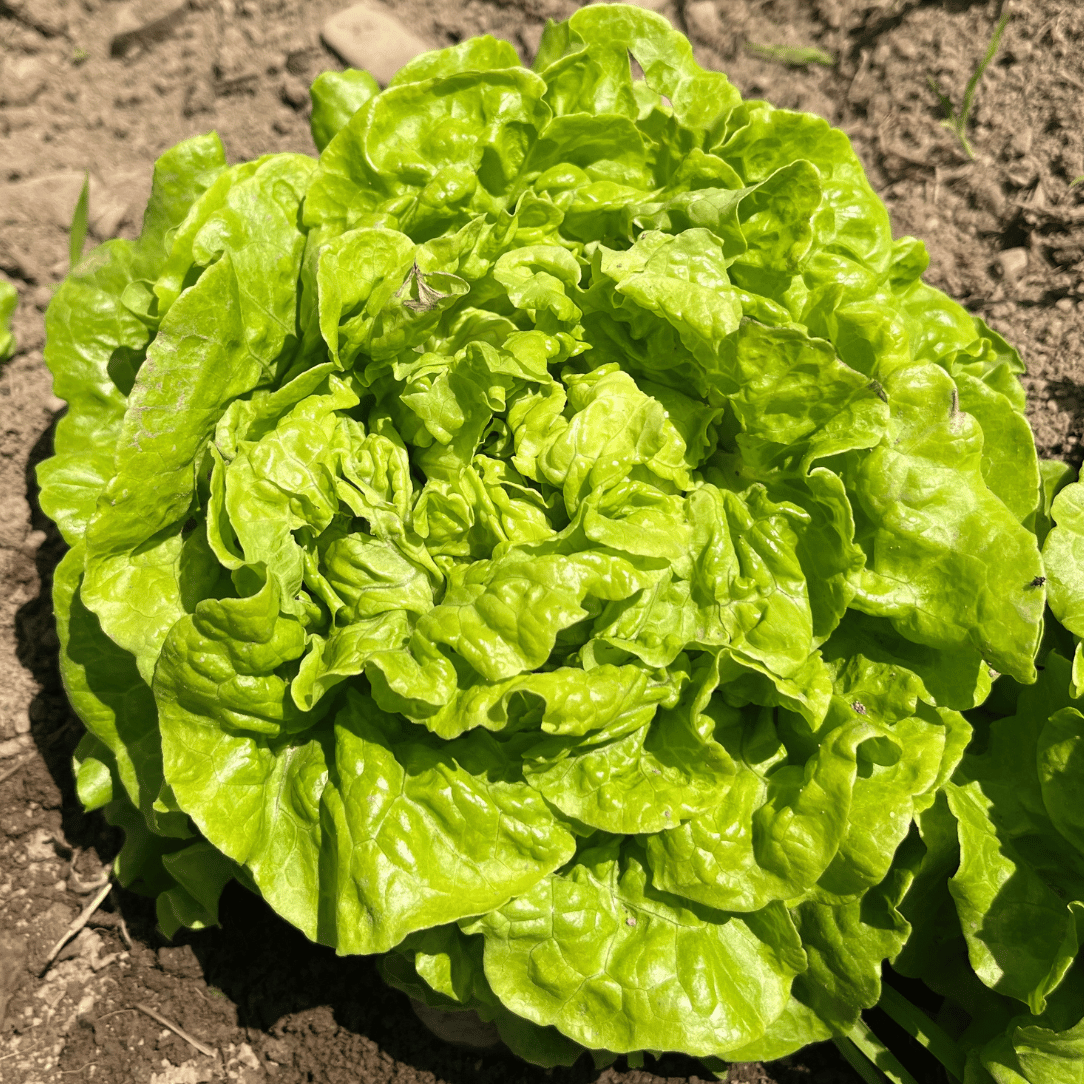 Tom Thumb Lettuce
