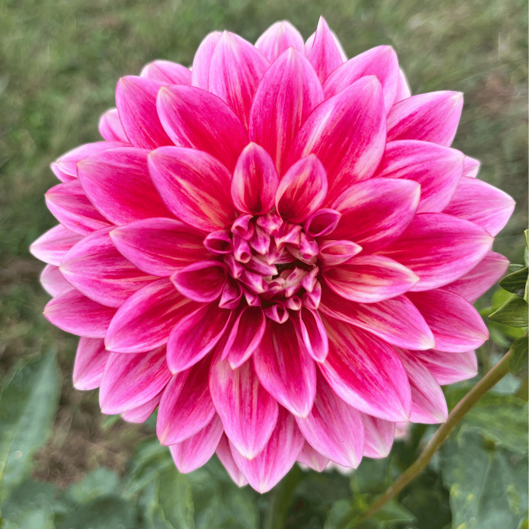 Canby Centennial Dahlia Tuber