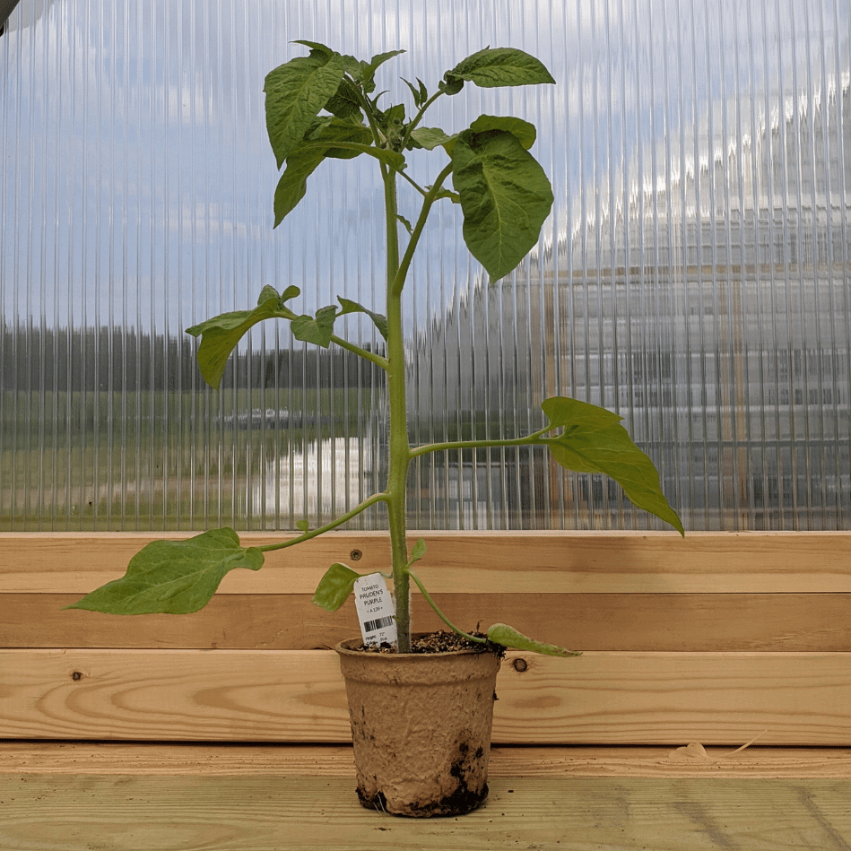 Prudens Purple Tomato Seedlings