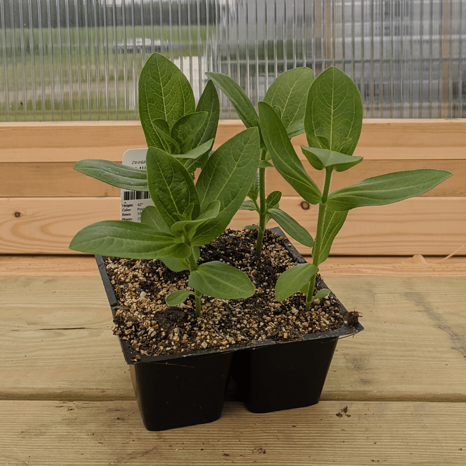 Pumila Mix Zinnia Seedlings