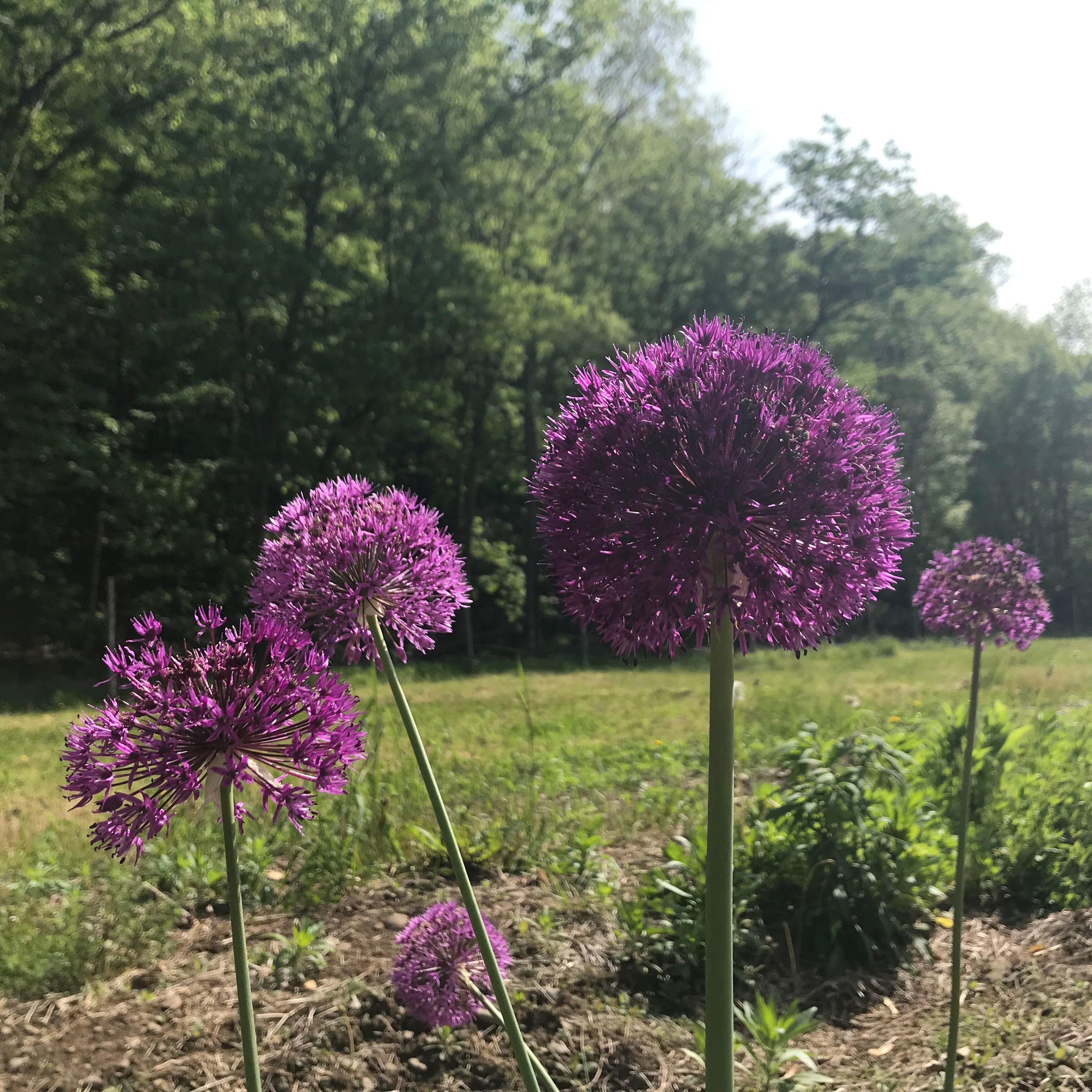 Allium aflatunense &