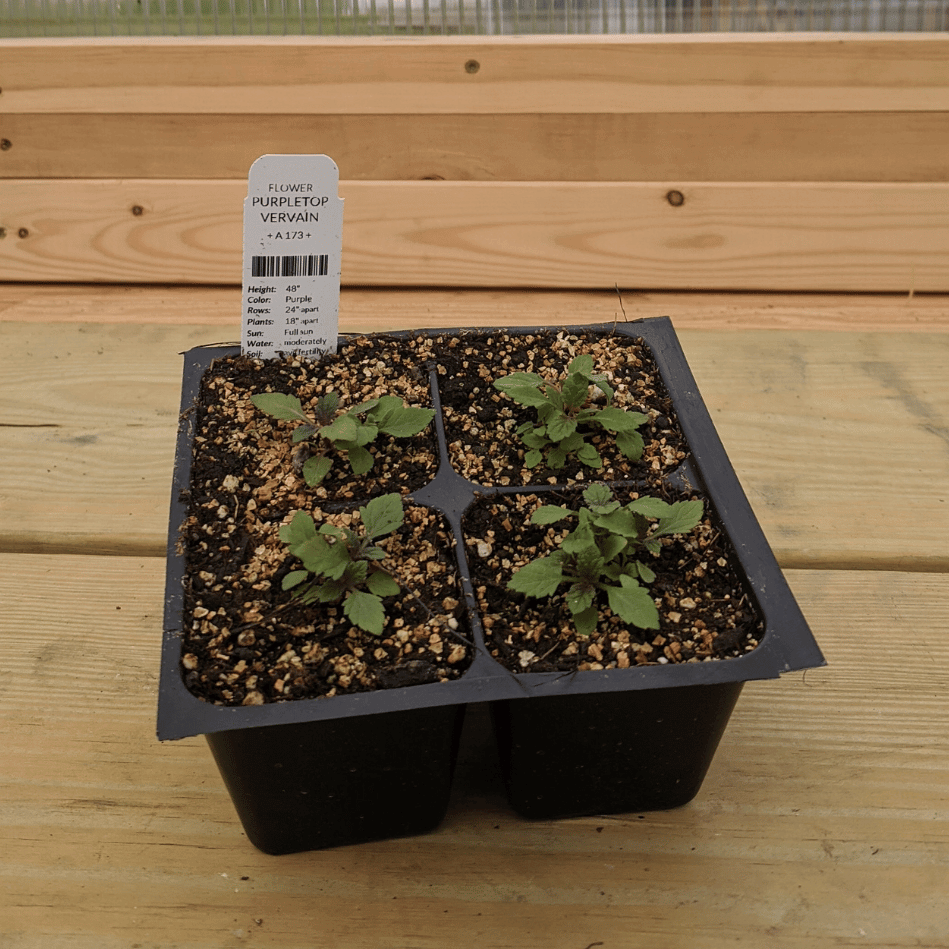 Purpletop Vervain Seedlings