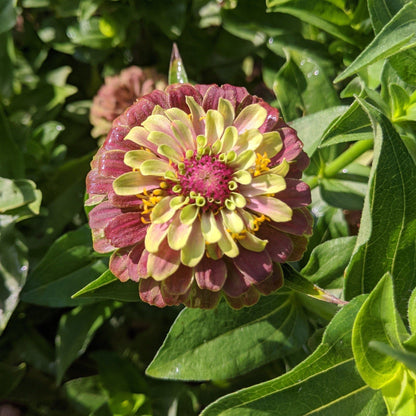 Queen Lime Blush Zinnia vendor-unknown