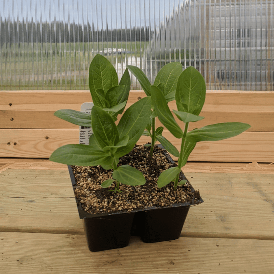 Queen Lime Blush Zinnia Seedlings