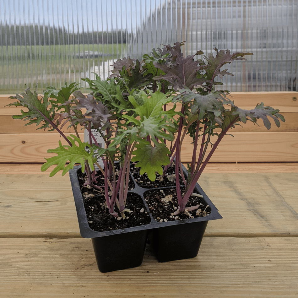 Ragged Jack Kale Seedlings