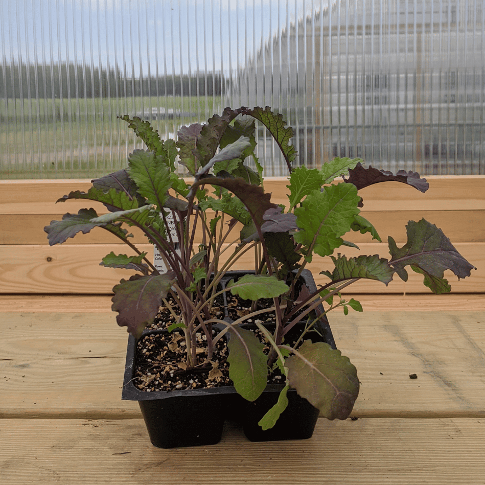 Rainbow Lacinato Kale Seedlings