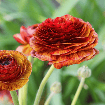 Ranunculus