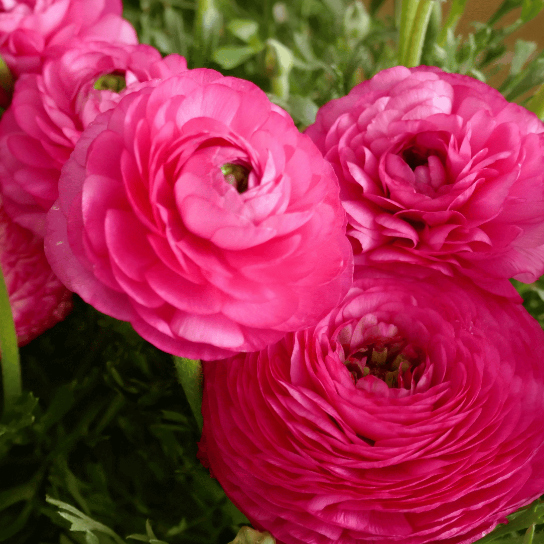 Ranunculus Telocote &