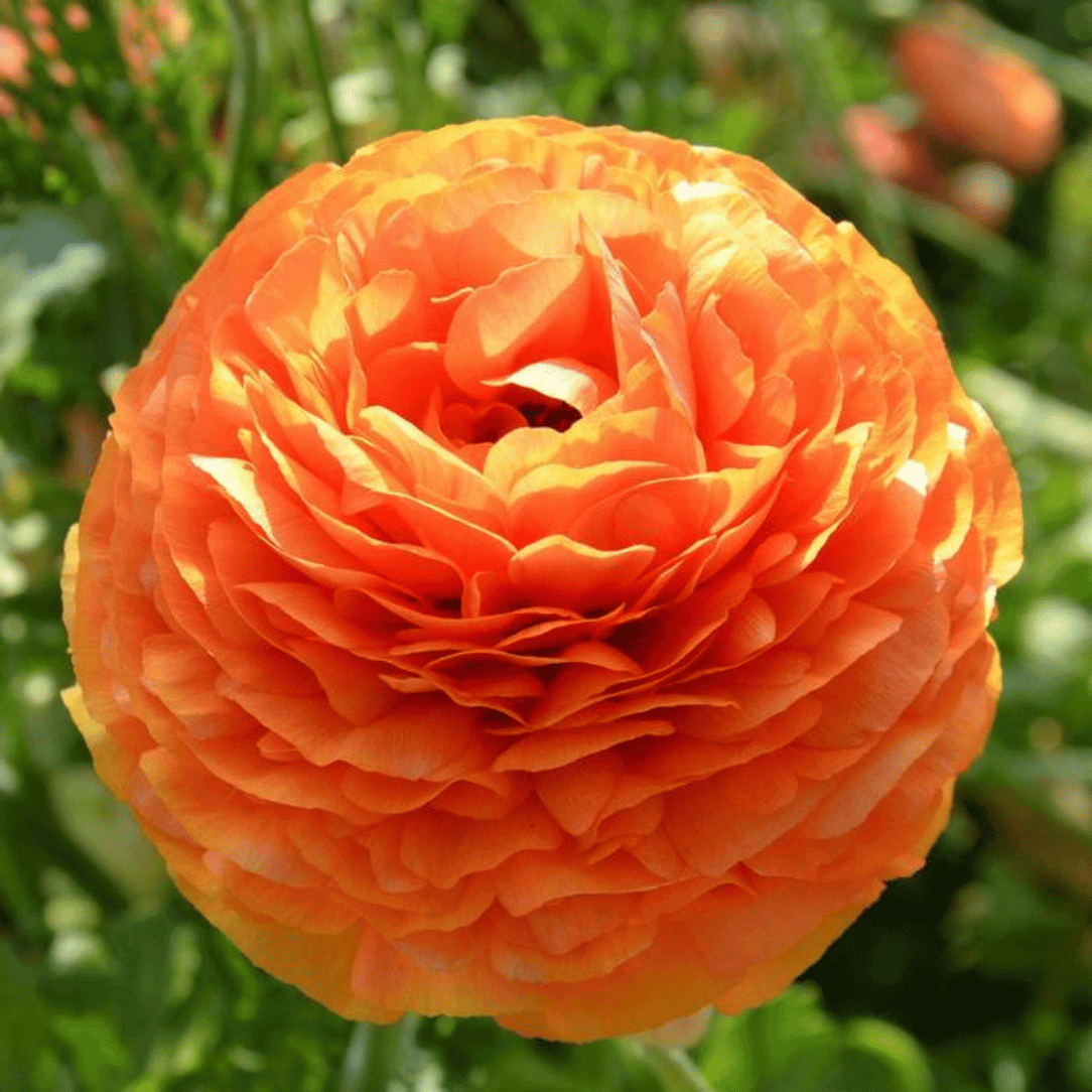 Ranunculus Telocote &