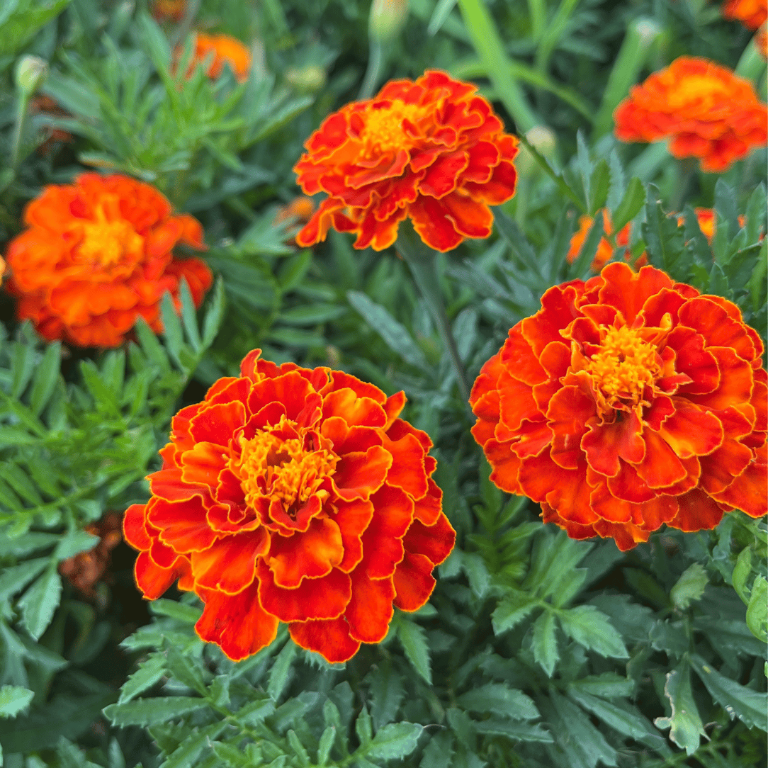 Red Cherry Marigold