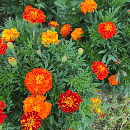 Red Cherry Marigold