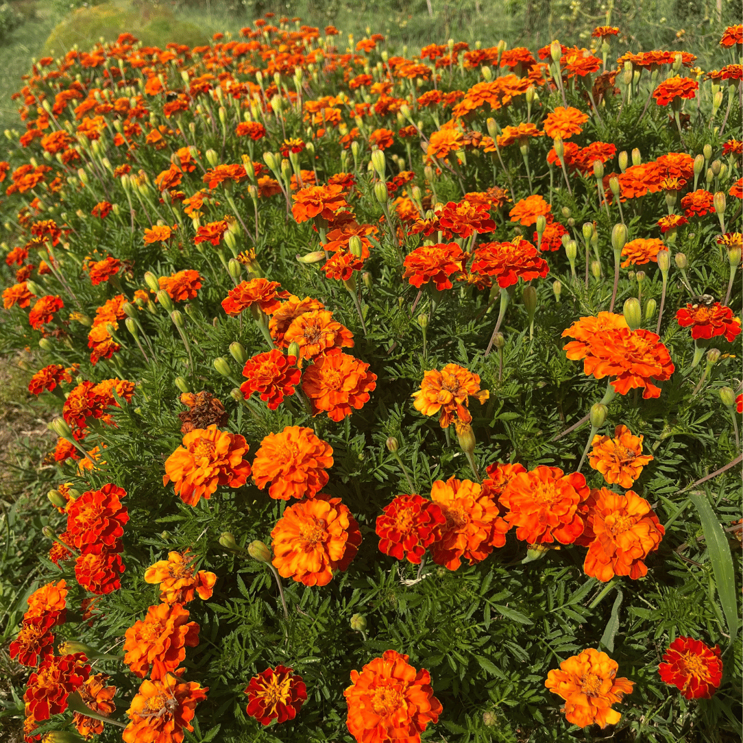 Red Cherry Marigold