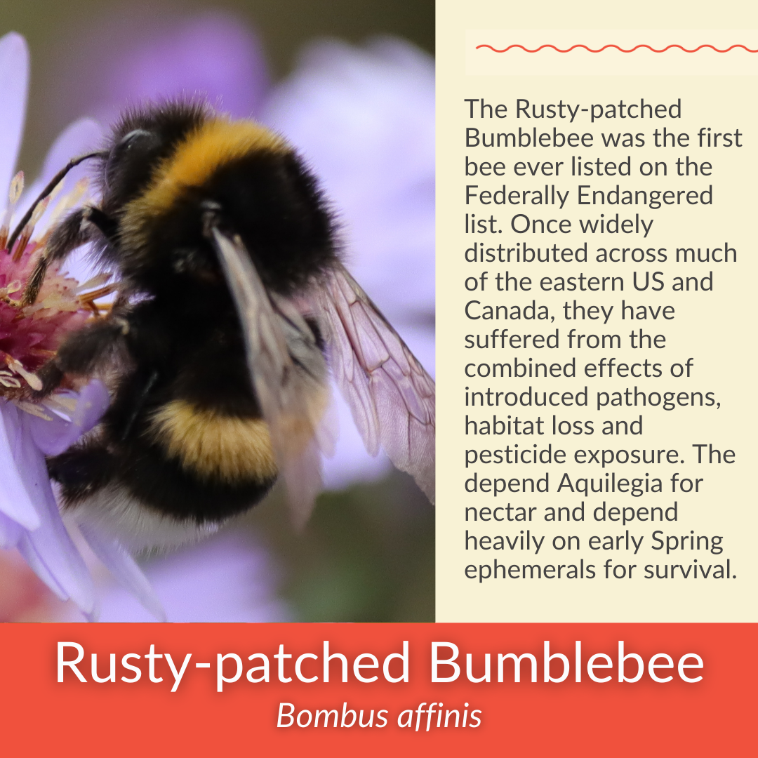 Red Columbine - PollinateHV Local Ecotype